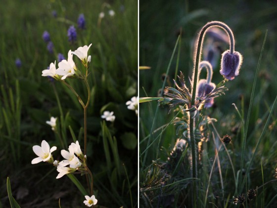 Humleblomster