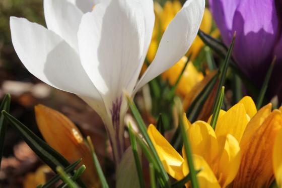 Krokus